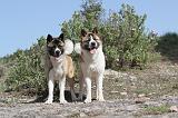 AKITA AMERICAIN 010